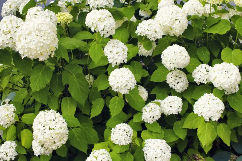 When to Cut Back Hydrangeas
