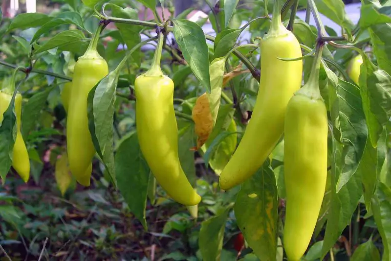 When to Pick Banana Peppers