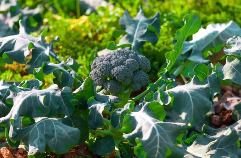 When to Pick Broccoli