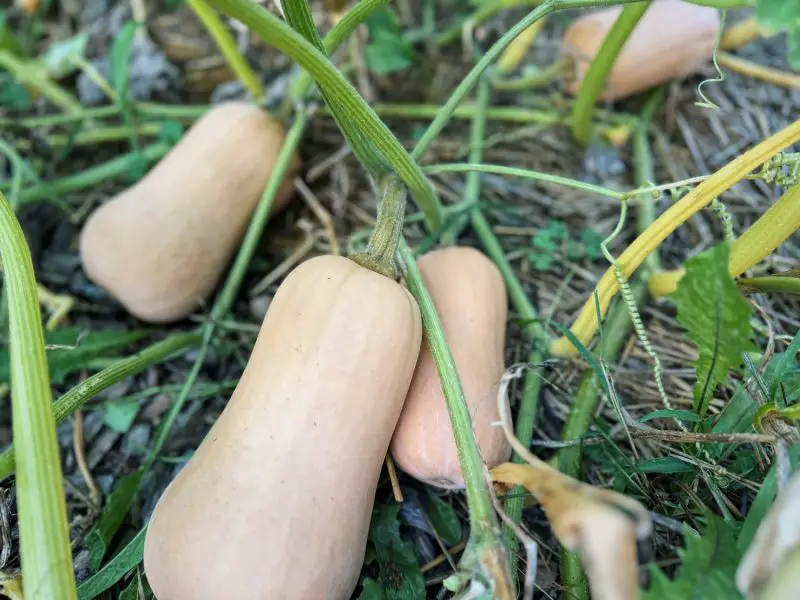 When to Pick Butternut Squash