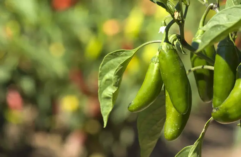 When to Pick Jalapenos