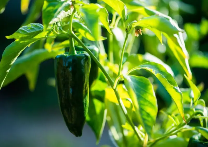 When to Pick Poblano Peppers