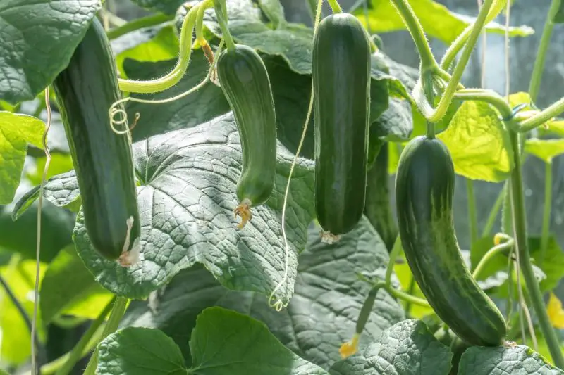 When to Pick Zucchini