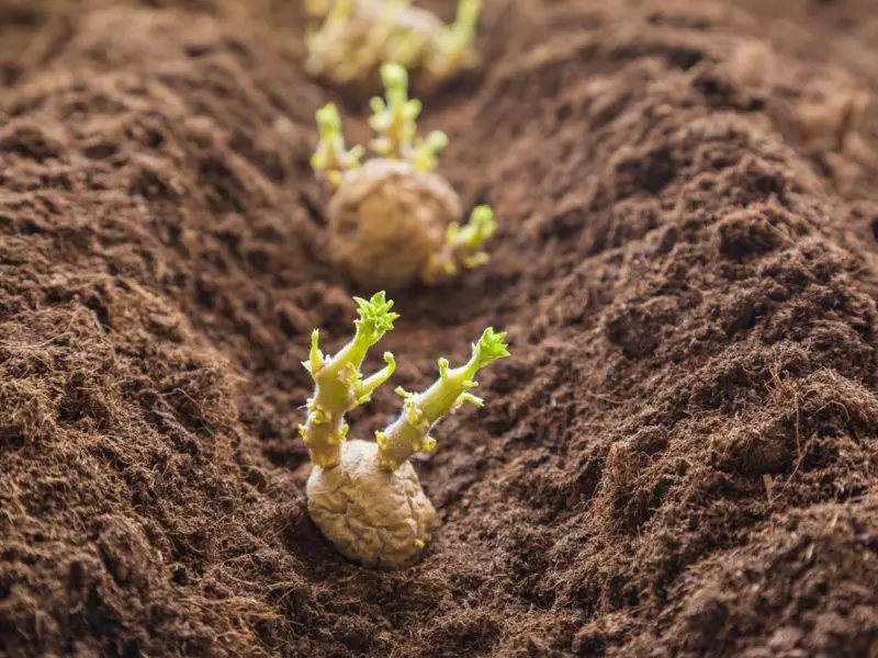 When to Plant Potatoes 