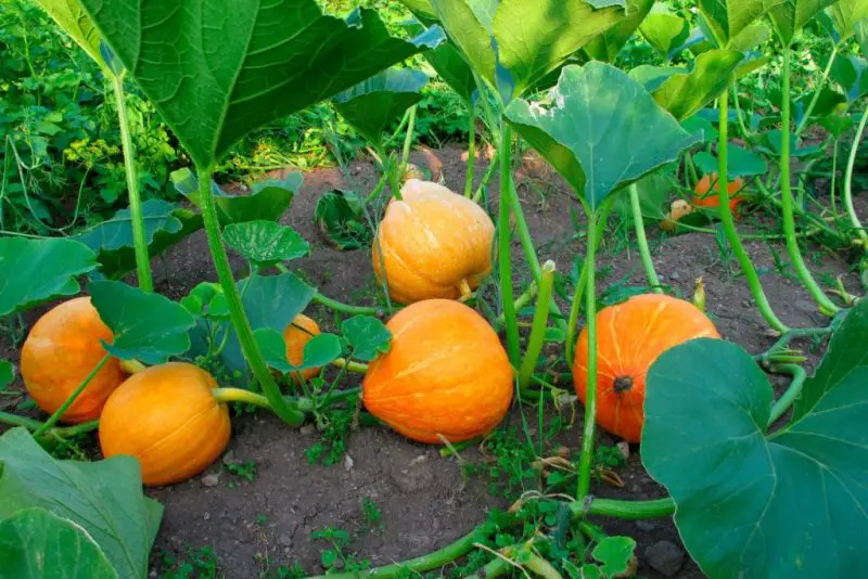 When to Plant Pumpkins