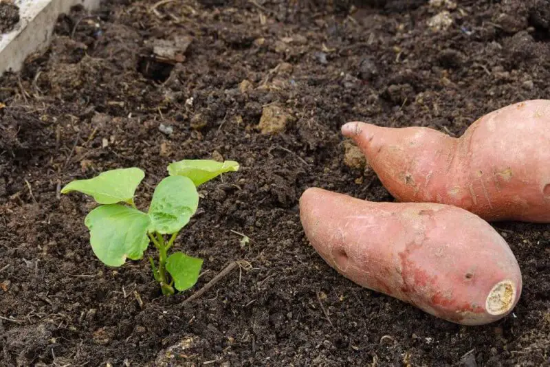 When to Plant Sweet Potatoes
