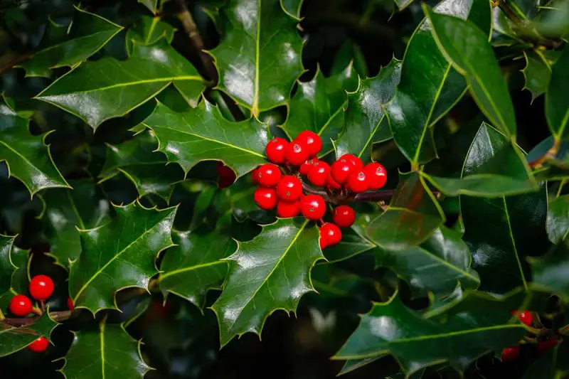 When to Prune Holly Bushes