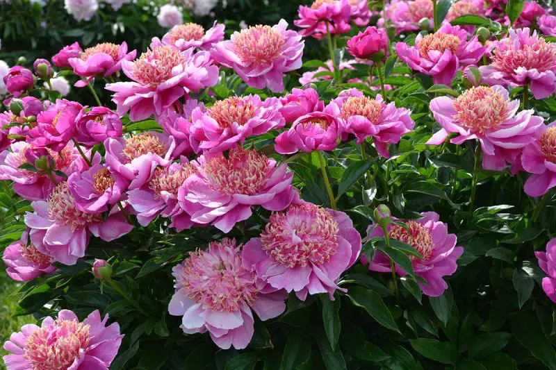 When to Transplant Peonies