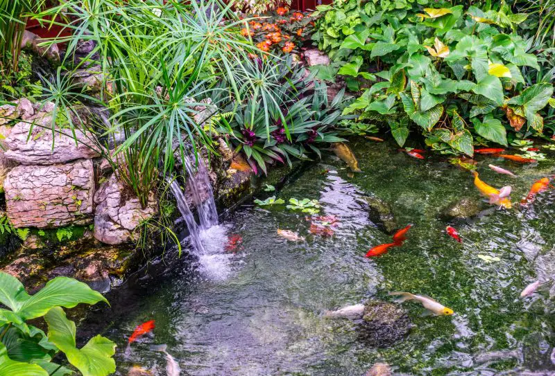 Yard Pond Ideas