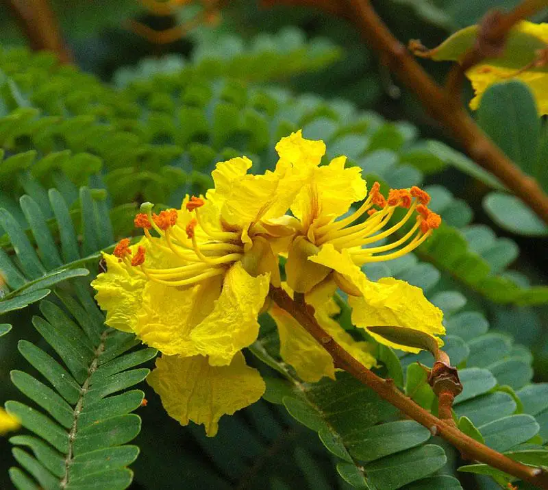 Trees in Florida with Yellow Flowers