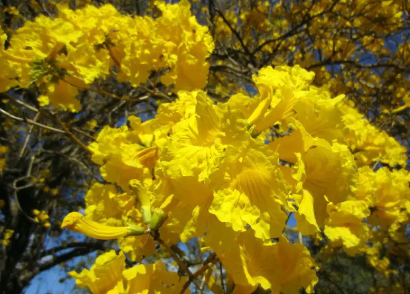 Trees in Florida with Yellow Flowers