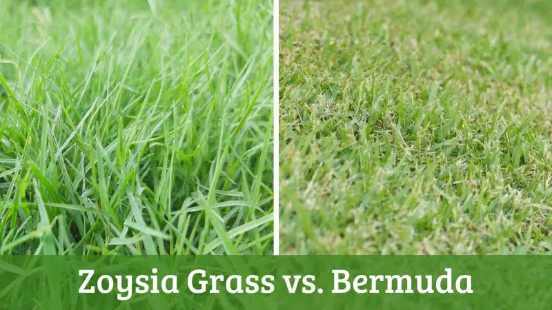 Zoysia Grass vs Bermuda