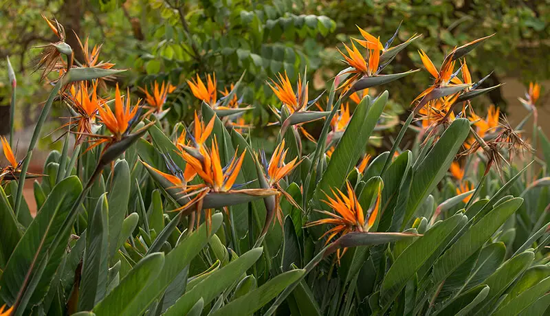 tropical garden ideas