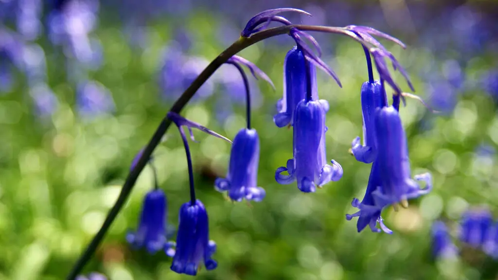 lawn weeds with purple flowers