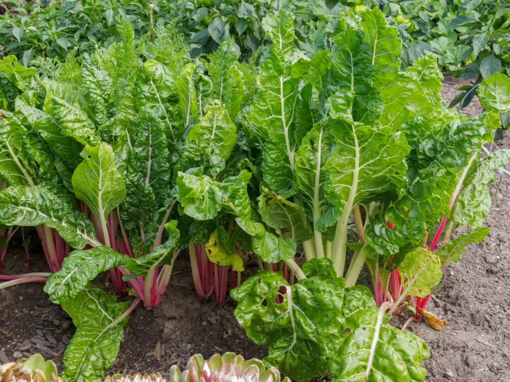 easy vegetables to grow with kids