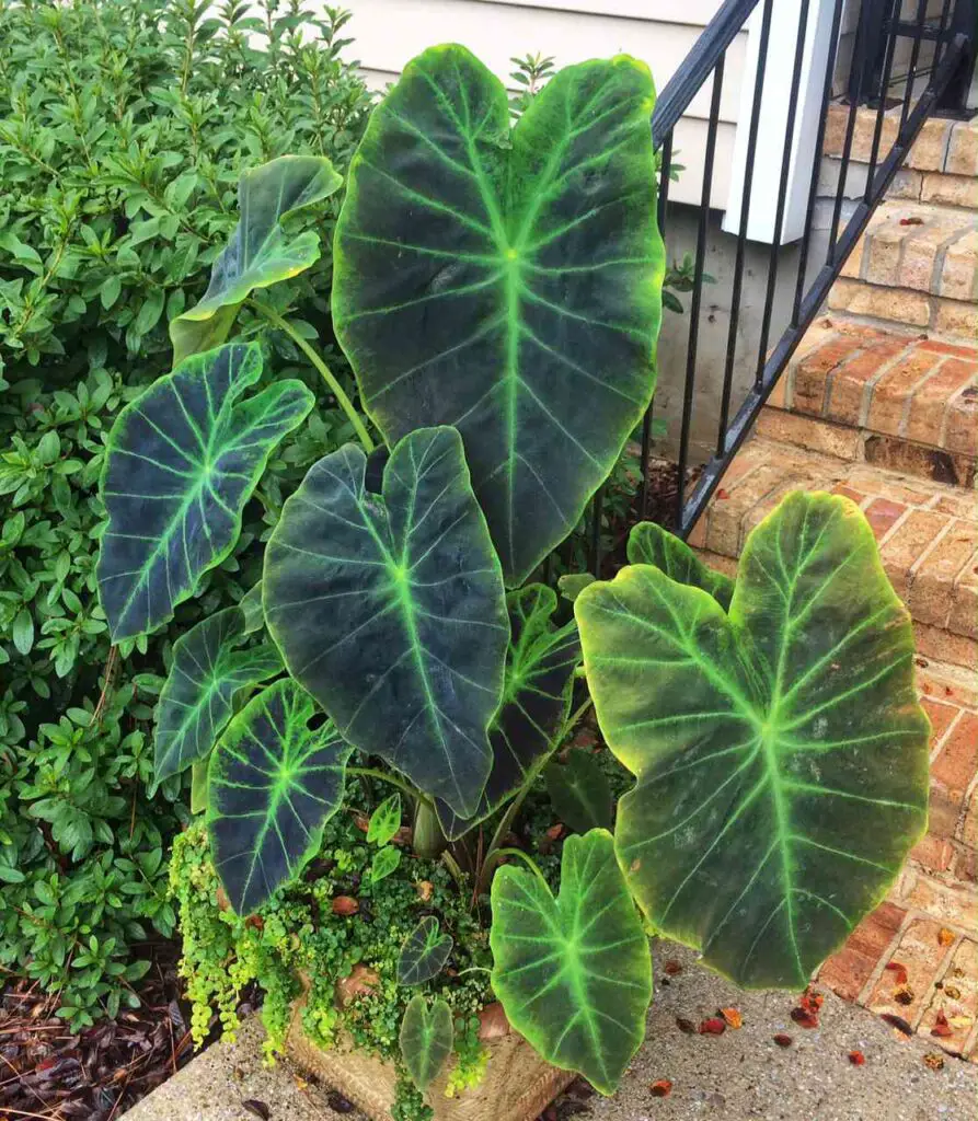 tropical plants outdoor