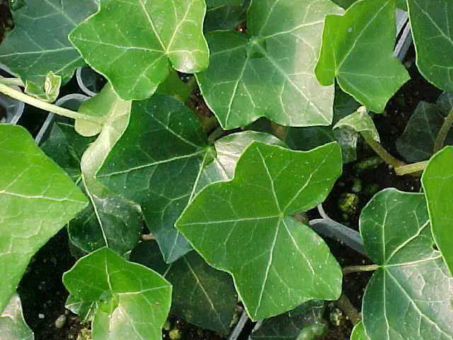 climbing plants for trellis