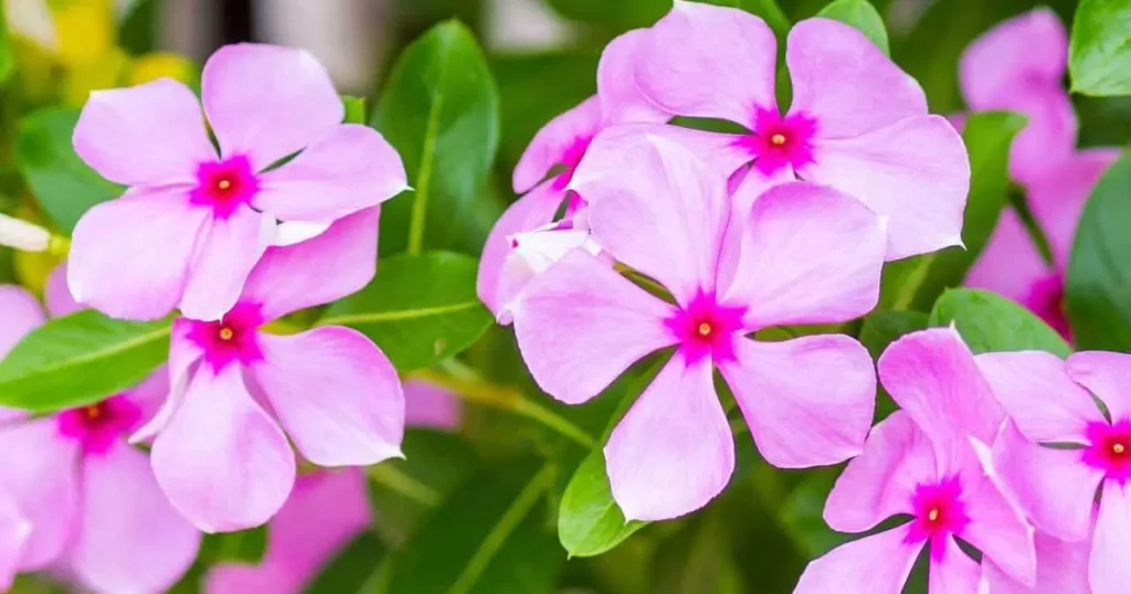 what are the purple flowers in my yard