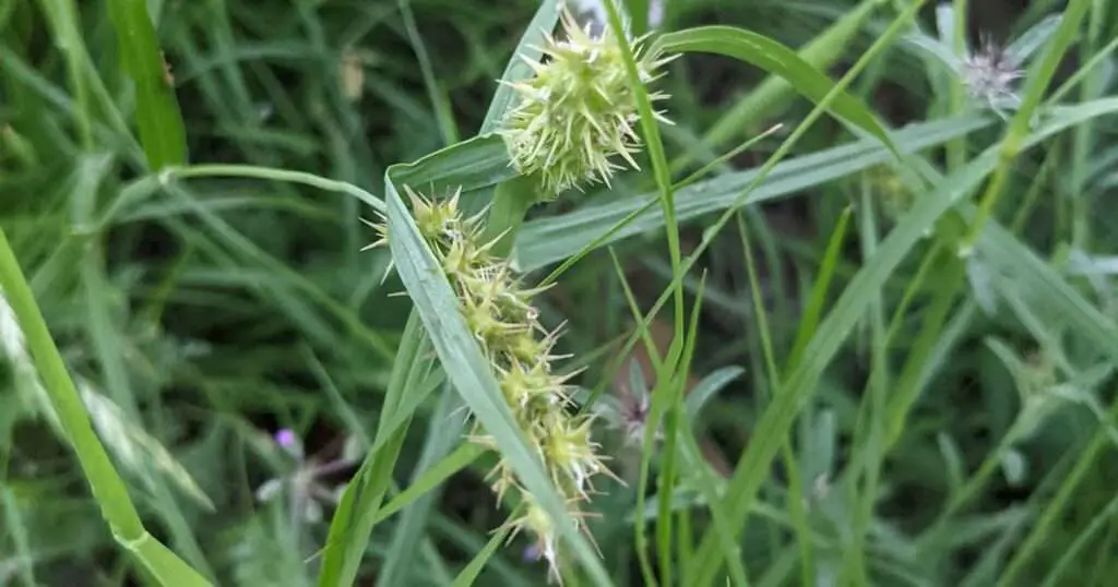 how to get rid of grass burrs