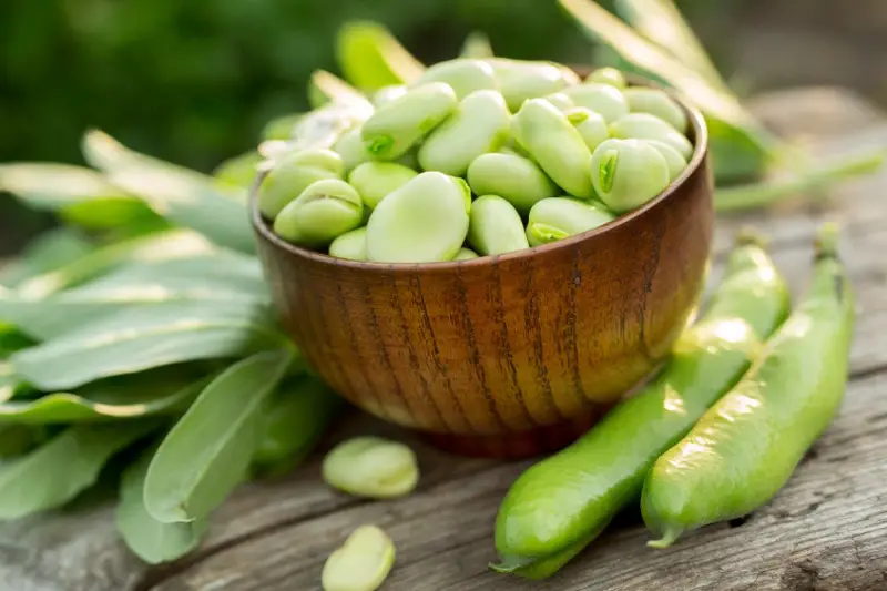 edible nitrogen fixing plants