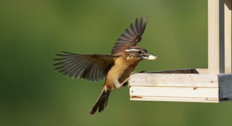 Backyard playbook for wrens in Pennsylvania
