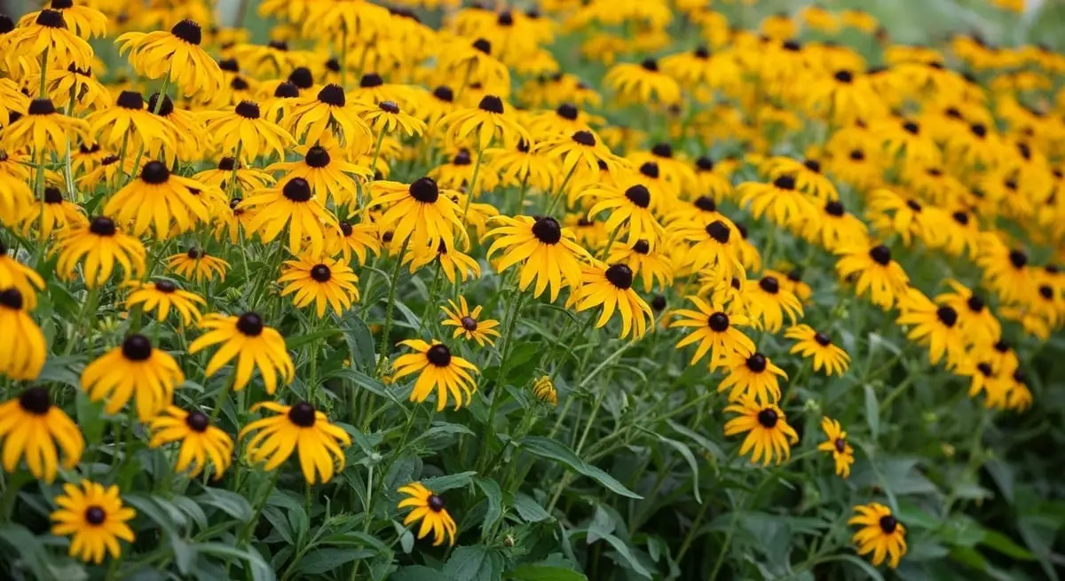 Black-eyed-Susan for Native Wildflowers To Sow In October