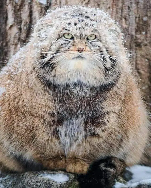 Pallas cats at a glance