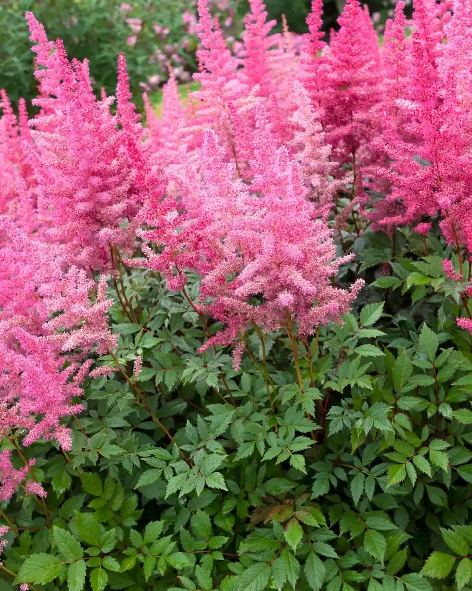 Astilbe