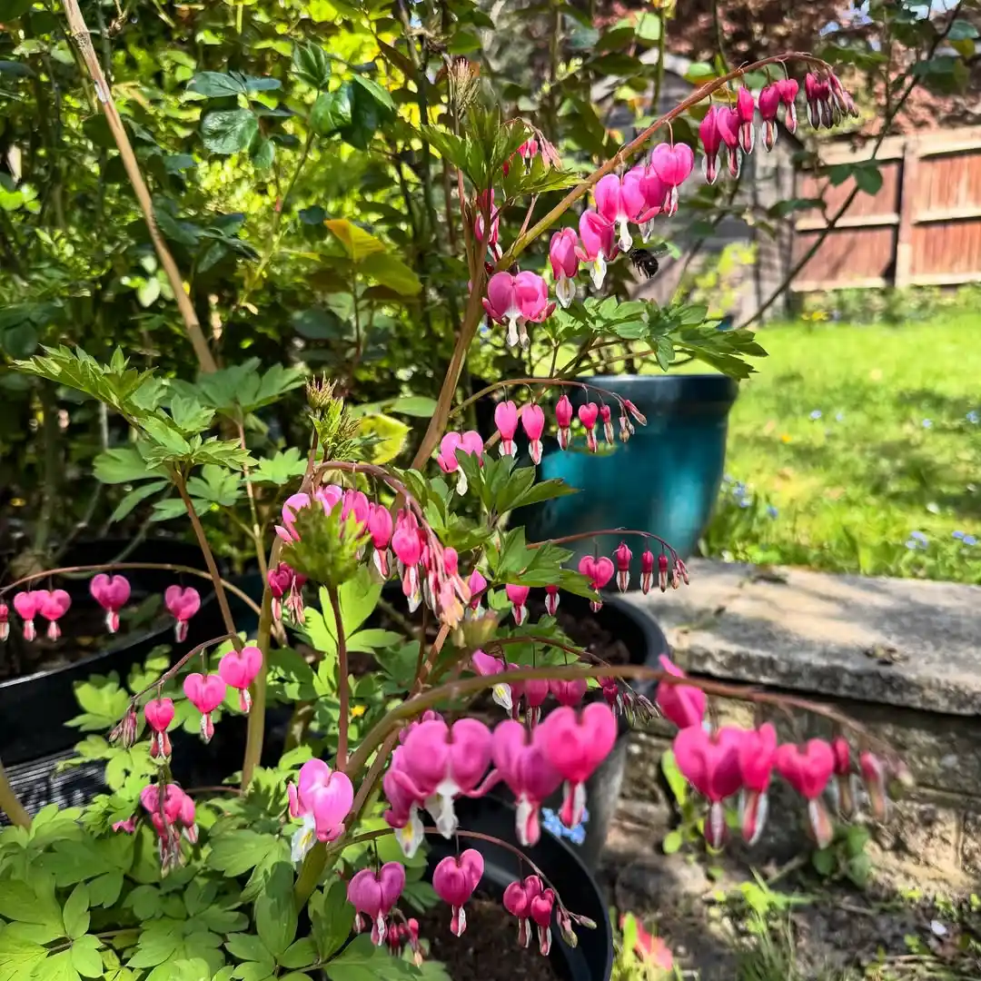 Bleeding Heart