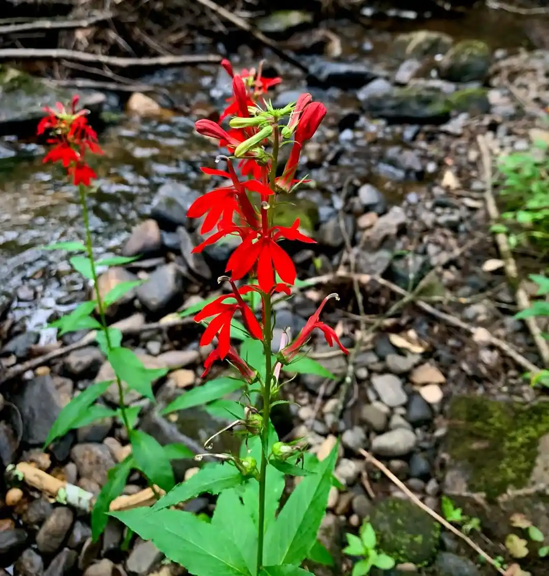 Cardinal Flower