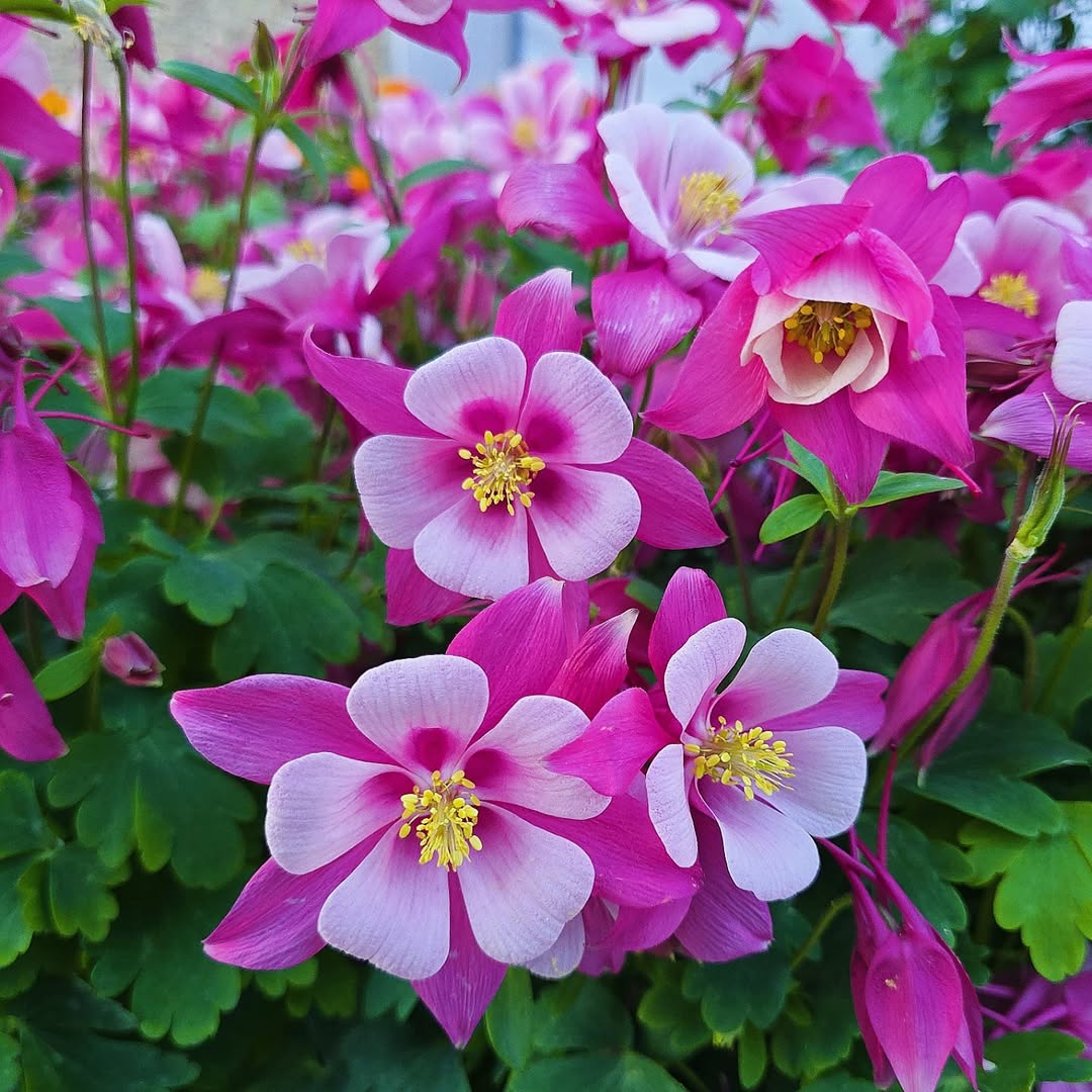 Shade Flowers That Attract Hummingbirds