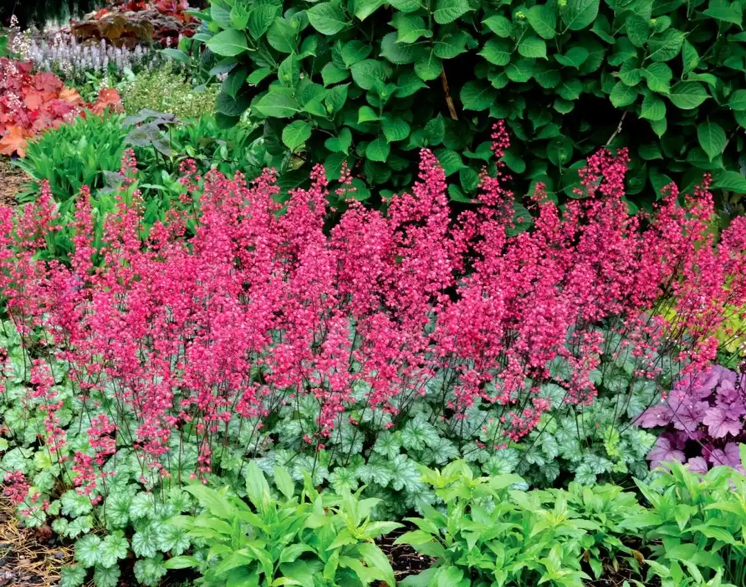 Coral Bells