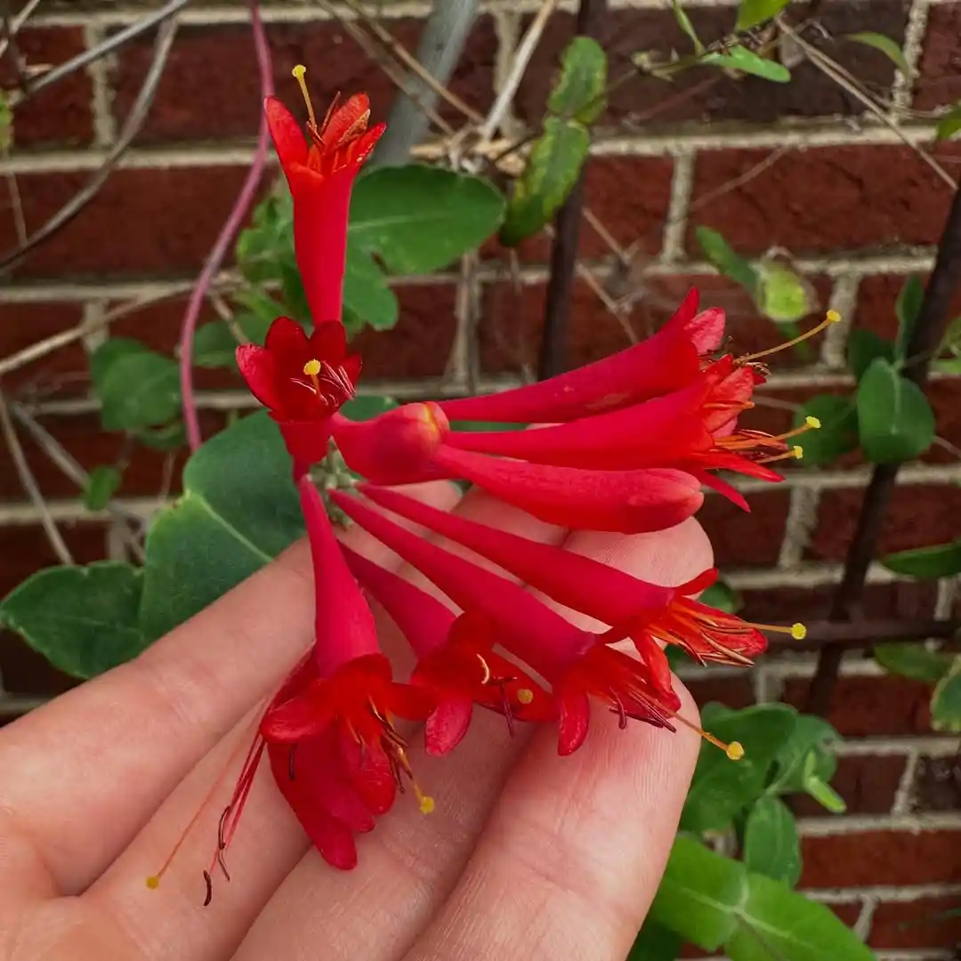 Coral Trumpet Honeysuckle