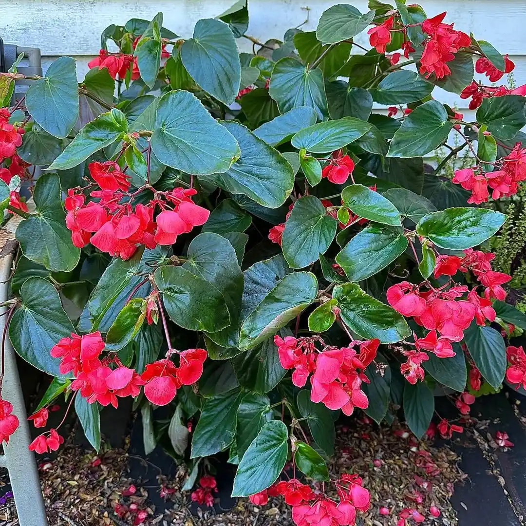 Dragon Wing Begonia