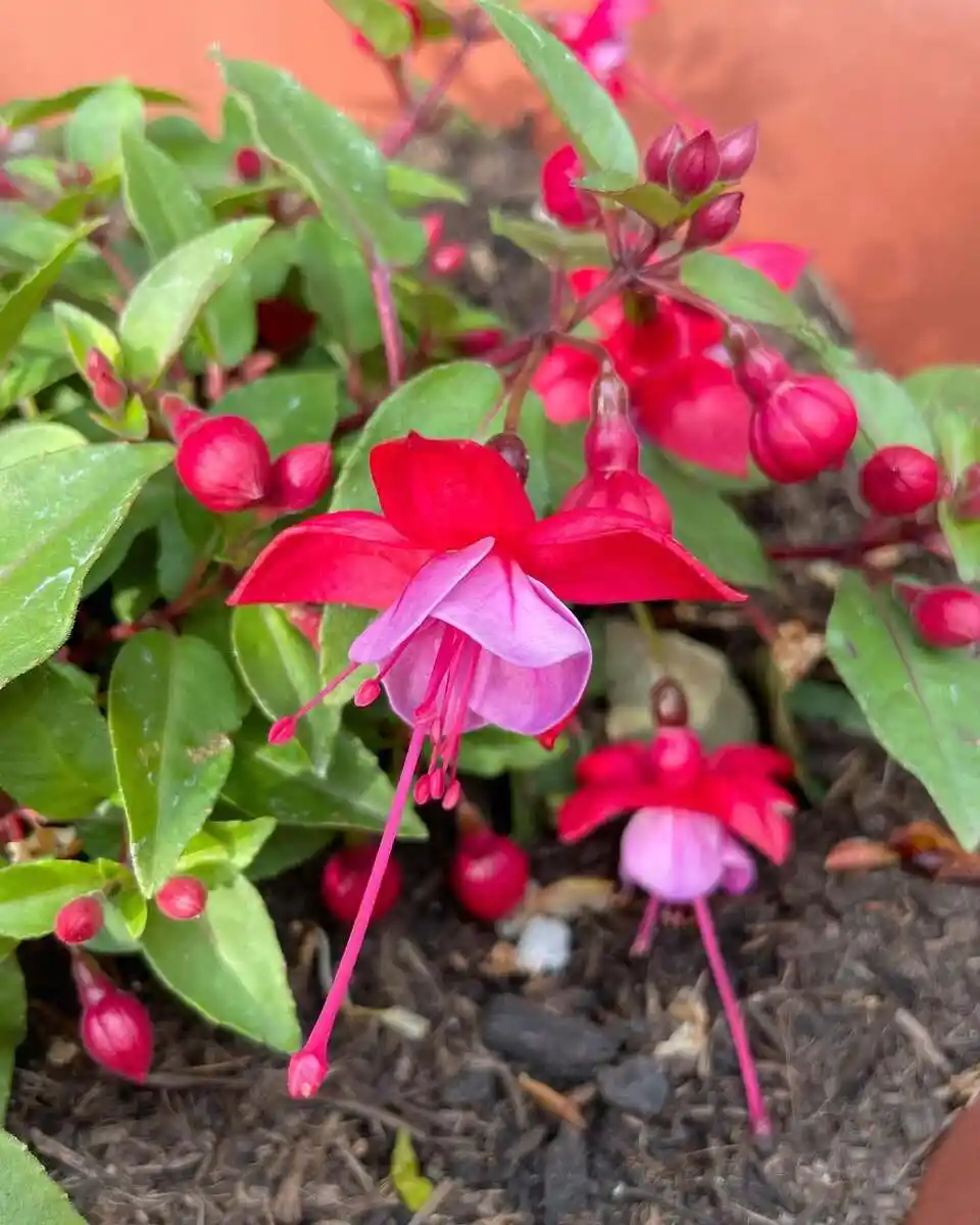 Fuchsia