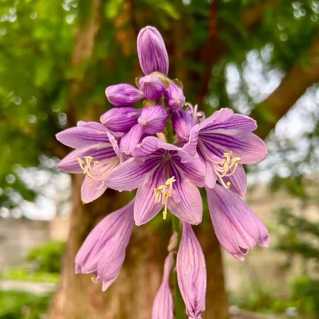 Hosta