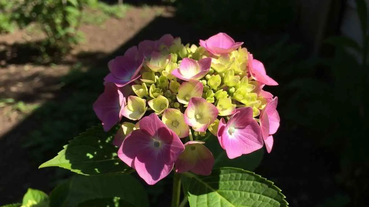 How to Care for Hydrangeas Outdoors