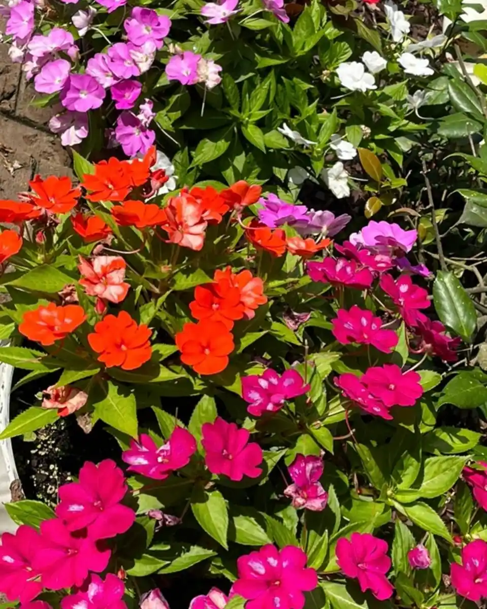 Impatiens