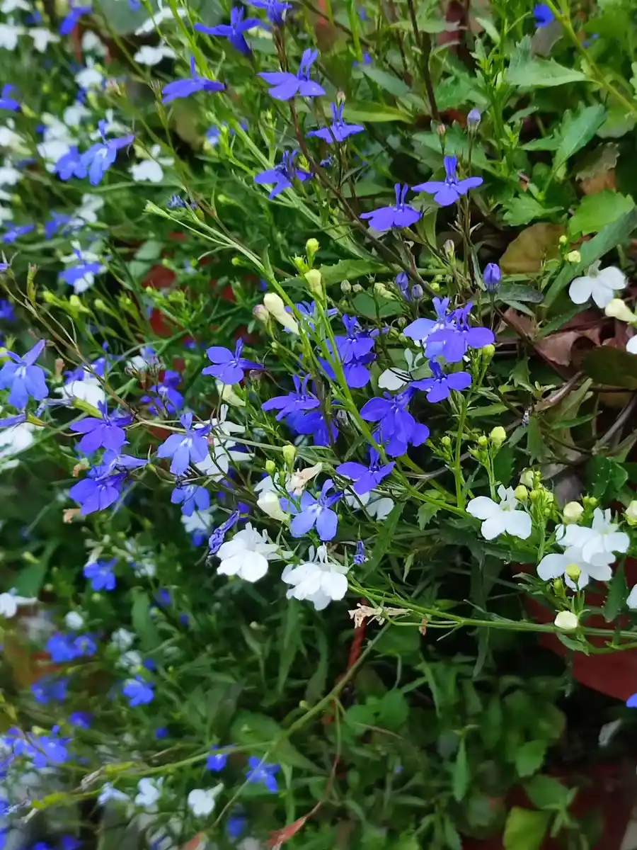 Lobelia for Shady Containers