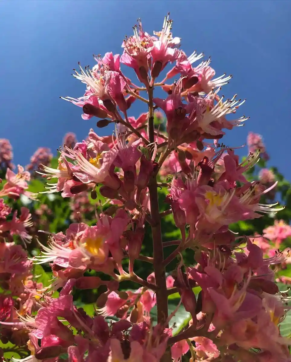 Red Buckeye