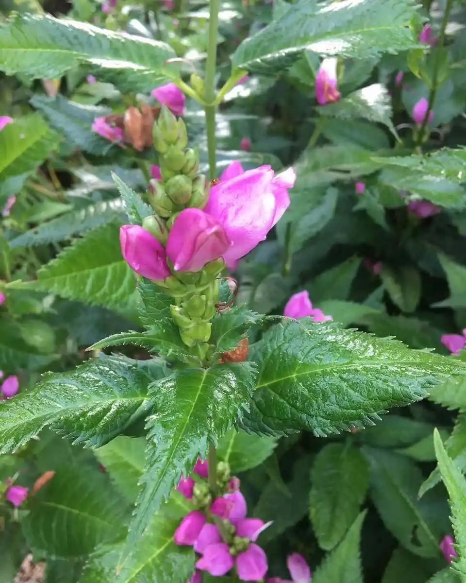 Red Turtlehead