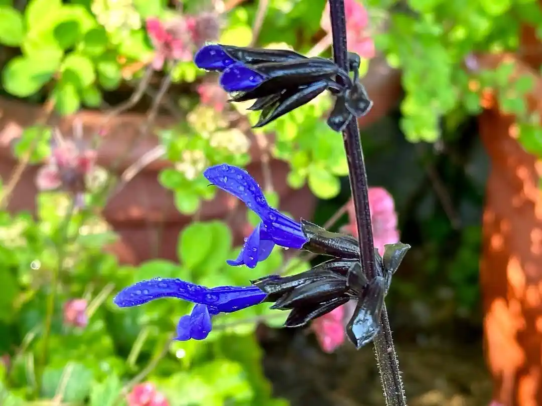 Salvia ‘Black and Blue’