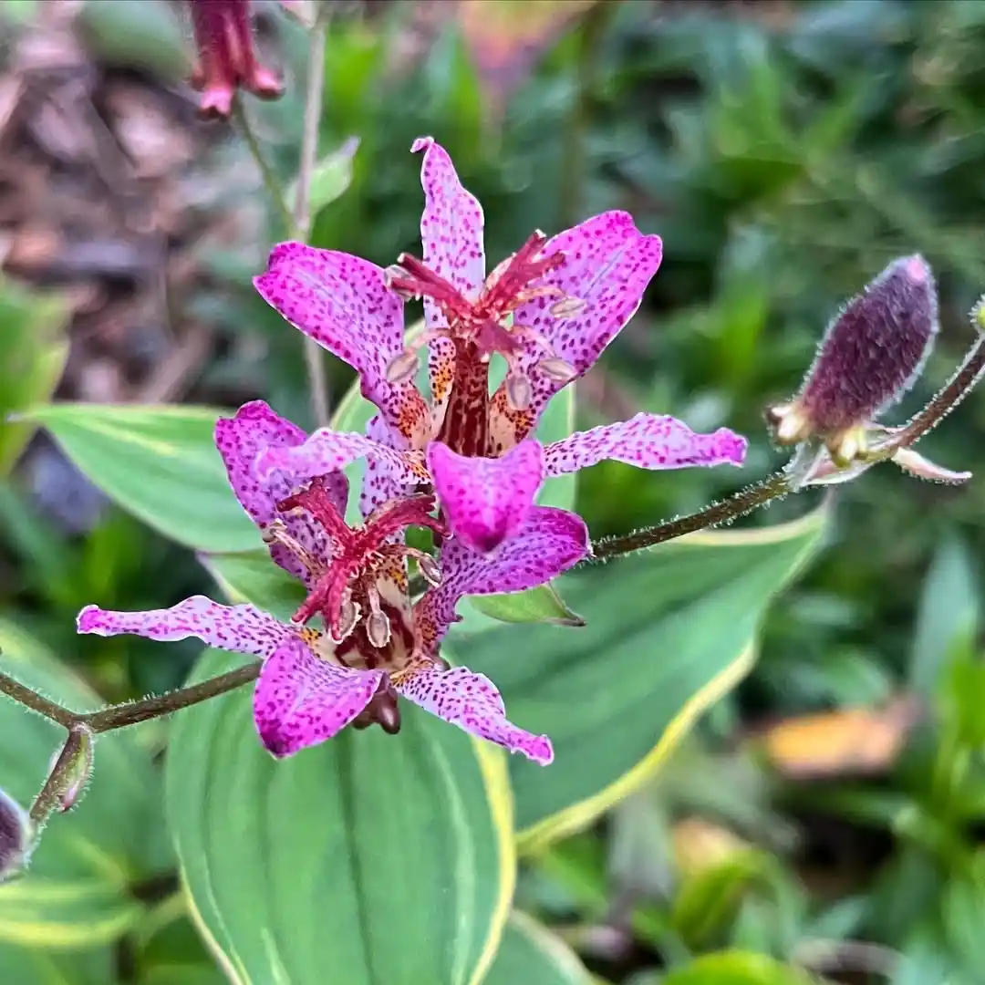 Toad Lily