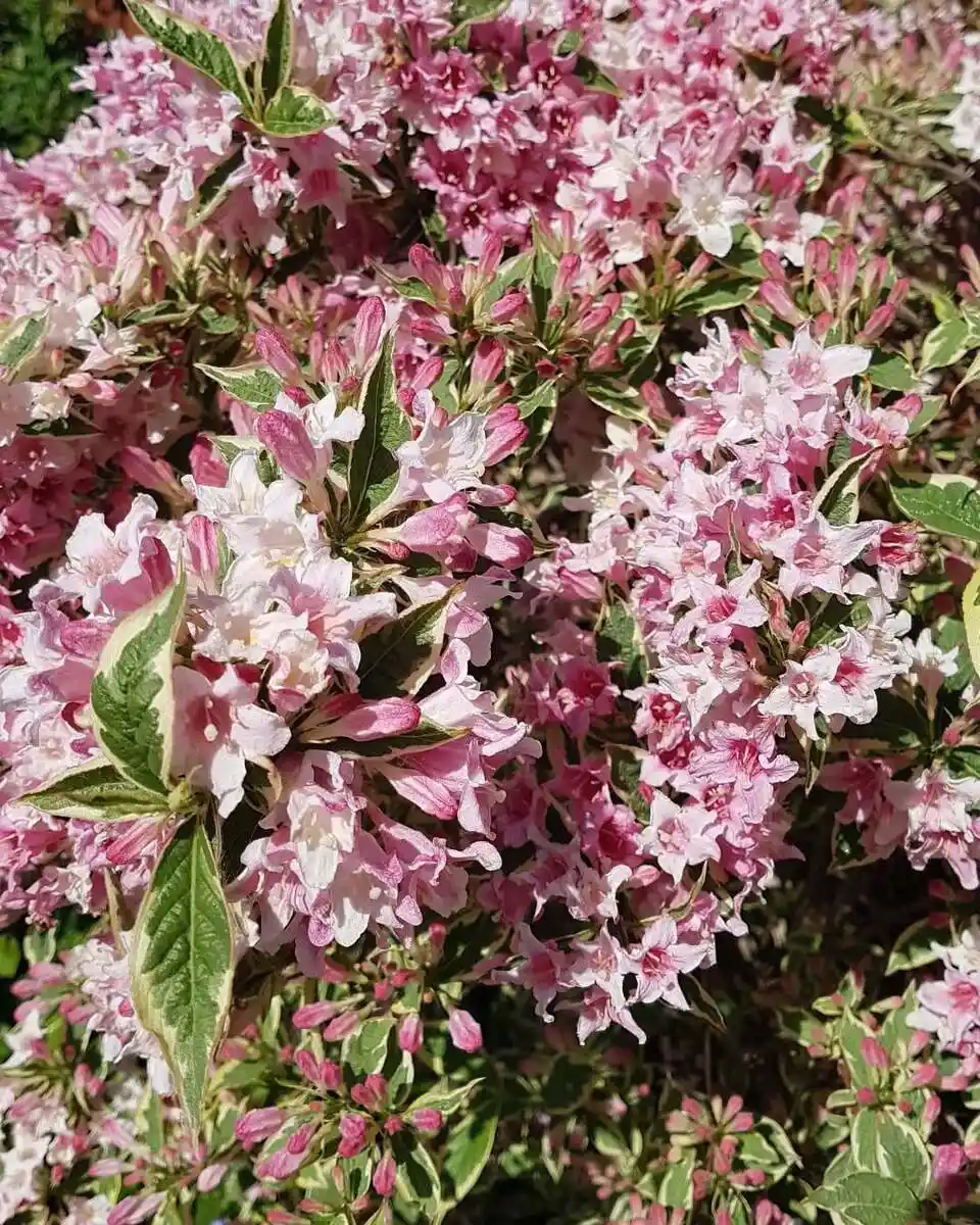 Weigela