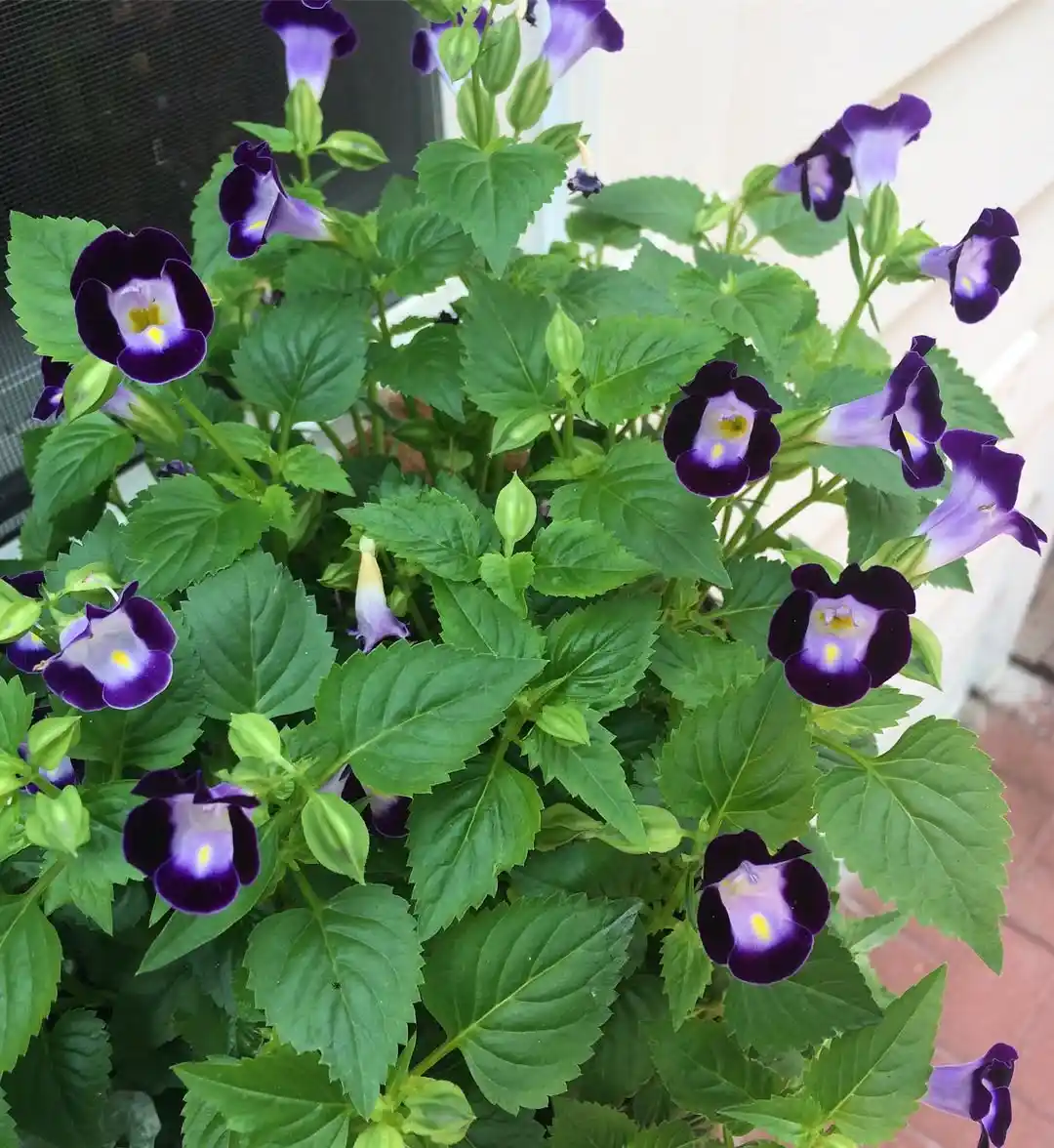 Wishbone Plant