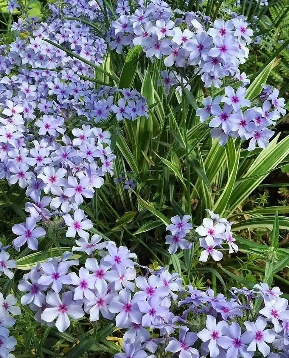 Woodland Phlox