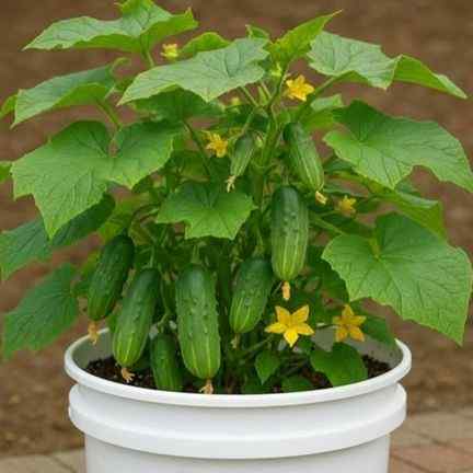 18 budget-friendly foods you can grow in 5-gallon buckets