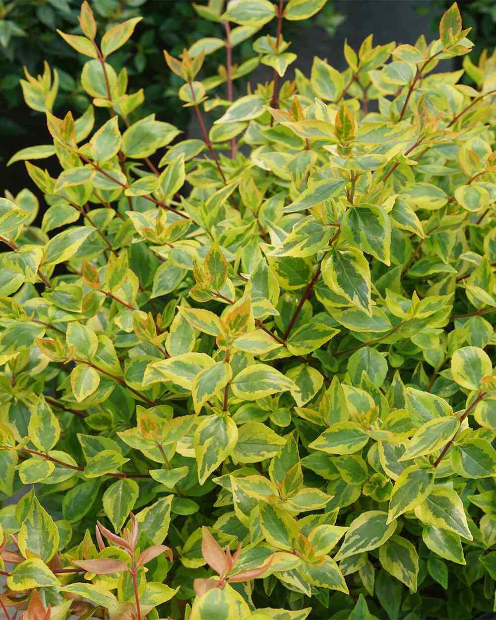 Abelia x grandiflora, credit-provenwinners