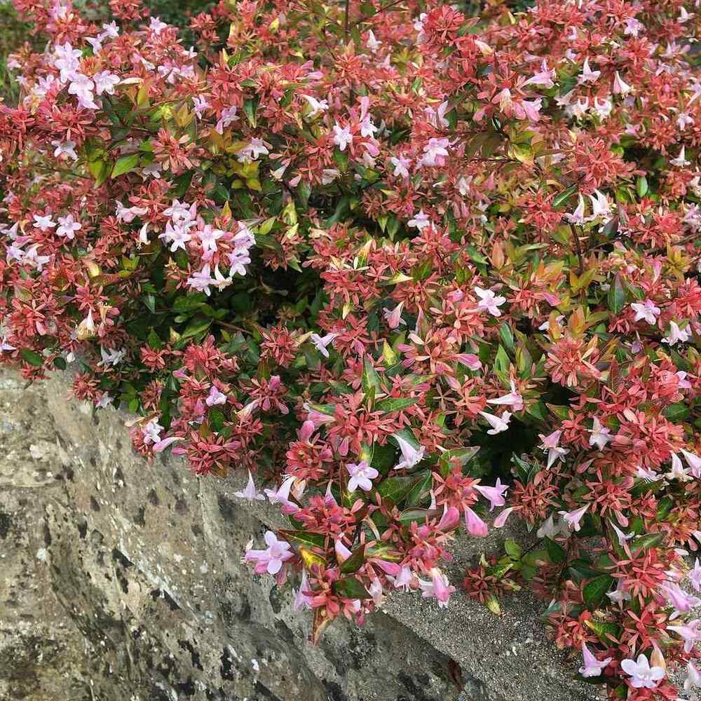 Abelia × grandiflora, credit-theplantedterrace