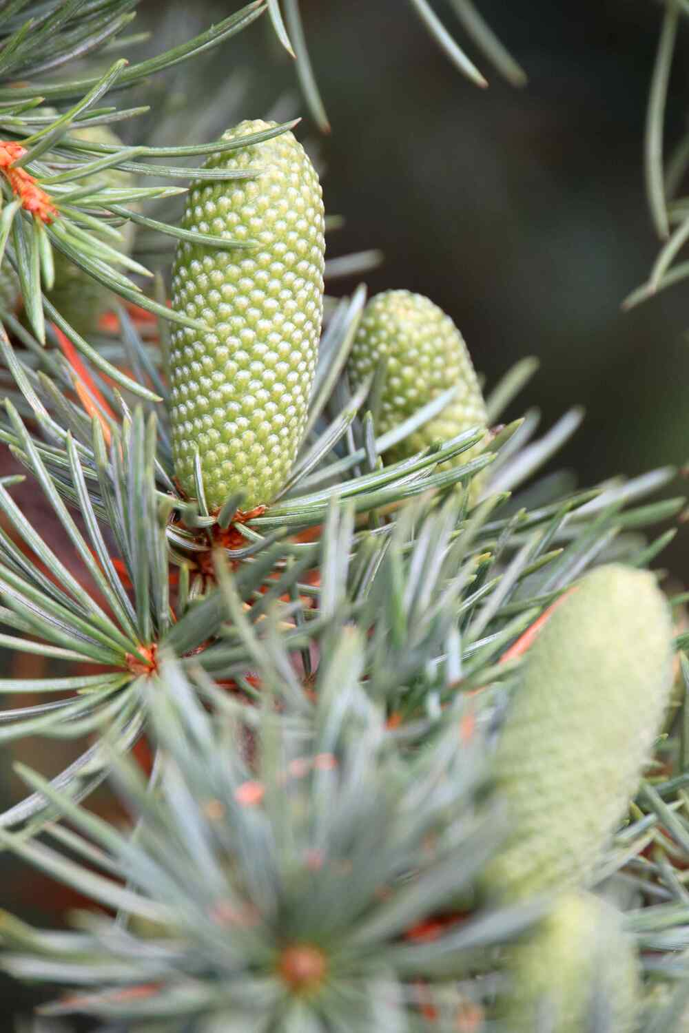 Abies koreana